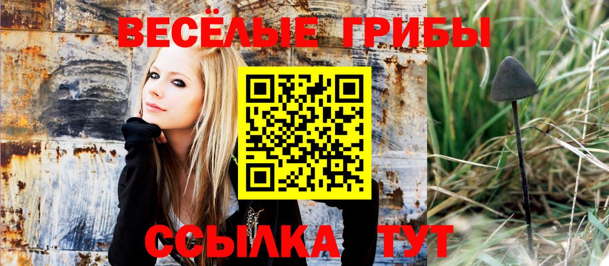 Псилоцибиновые грибы Psilocybine cubensis Новокубанск