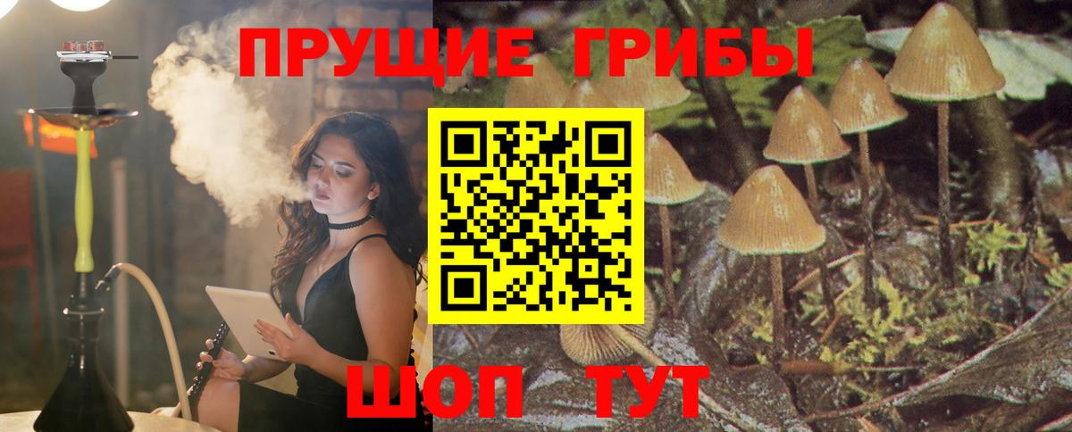 Новокубанск  Галлюциногенные грибы Psilocybine cubensis  Вход с VPN 